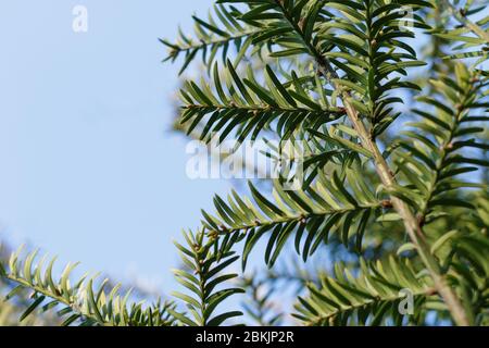 Eine junge Eibe Äste mit Sonnenlicht und einem klaren blauen Himmel während eines sonnigen Frühlingstages hervorgehoben Stockfoto