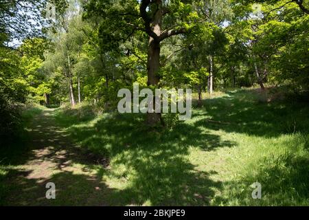 Licht und Schatten in üppig grünen Wäldern, Warwickshire, Großbritannien. Stockfoto