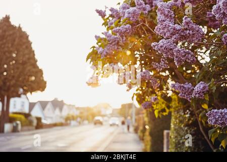 Machen Sie sich bei Sonnenuntergang mit einem Blick auf die leere Straße einen fliederblühenden Busch aus der Nähe. Sonnige Outdoor-Hintergrund mit Unschärfe wenige Autos und Menschen zu Fuß bei Sonnenuntergang. Städtische Landschaft Stockfoto