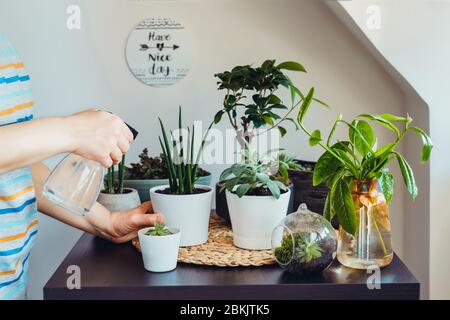 Close up junge Frau Bewässerung Pflanze in ihrem Haus Gartenarbeit Ecke. Verschiedene Grünluftpflanzen, Bonsai-Baum, Sukkulenten in Töpfen auf dem schwarzen Tisch. Beige Stockfoto