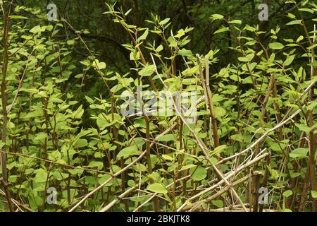 Japanisches Knoweed fallopia japonica wächst in Großbritannien. Stockfoto