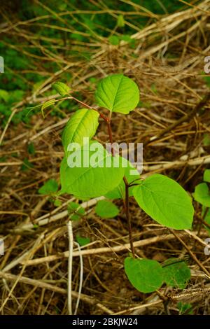 Japanisches Knoweed fallopia japonica wächst in Großbritannien. Stockfoto