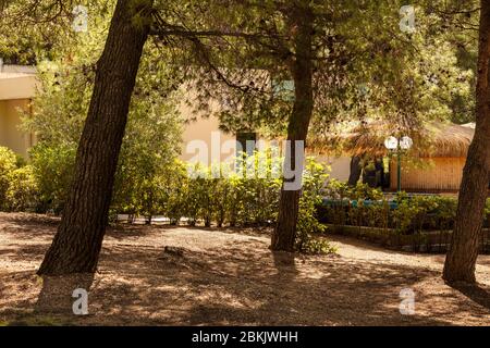 Ein Wanderweg, Park in Bol in Dalmatien, Kroatien mit viel Grün und Bäumen an einem sonnigen Tag im Sommer. Ruhige idyllische Landschaft draußen, Urlaubsziel Stockfoto