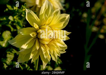 Schöne gelbe Dahlia Blume und Wassertropfen im Garten.Blühender Garten. In einem Blumenbeet eine beträchtliche Menge der Blumen dahlien mit den Blütenblättern.gelb Stockfoto