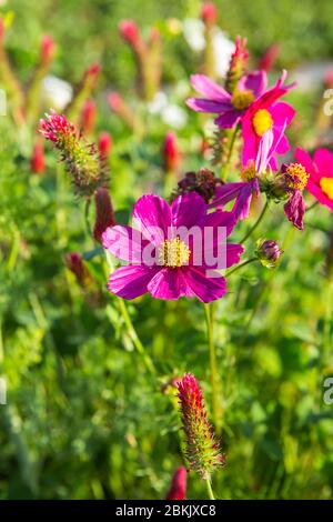 Kosmos Blumen ( Cosmos bipinnatus ) oder mexikanische Aster bunte Wildblumen und Pflanzen wachsen entlang der Straße in der Stadt Irvine California 2020 Stockfoto
