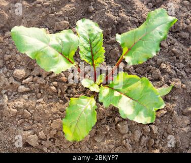 Rüben im Gemüsegarten Nahaufnahme. Biologische Rote Bete, die in der Landwirtschaft wachsen. Stockfoto