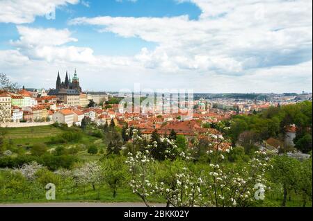 Prag Panorama - Frühling Blick auf die Burg mit St. Veit Kathedrale und Altstadt von Hügel Strahov Garten mit frischen grünen Apfelbäumen in Blüte Stockfoto