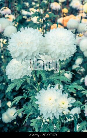 Sehr schöne Chrysanthemen auf einem Makro von verschiedenen Farben aufgenommen Stockfoto