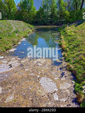 Wasserlauf in einem Auenwald, der im Frühjahr teilweise von Baumsamen bedeckt ist, Österreich Stockfoto