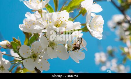 Die Biene sammelt an einem sonnigen Frühlingstag Pollen in Kirschblüten. Stockfoto