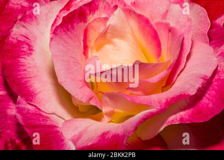Makro rot gelb Rose. Blume rot gelb Farben. Frühlingsrote und gelbe Rosenblüte im Garten. Rot-gelbe Rose Makroaufnahme. Stockfoto