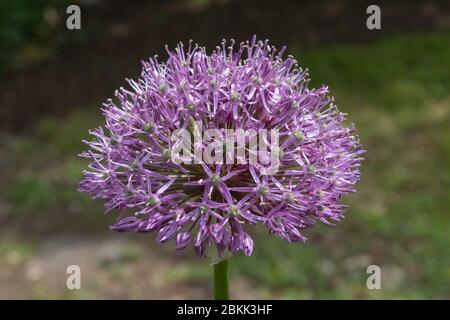 Allium, ornamentale Zwiebel, lila Blütenblüte, die im Garten wächst Stockfoto