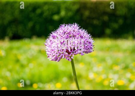 Die rosa lila Blüten auf dem Kopf einer riesigen Zwiebel Allium giganteum Pflanze vor einem verschwommenen Hintergrund Stockfoto