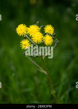 Gelbe Blüten der Wildblume beschnürten Hawk's Bart (Crepis versicaria) vor einem dunkelgrünen Hintergrund. Stockfoto