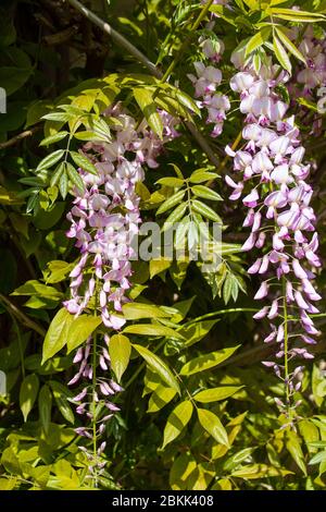 Blass hell malvenmalvenrot wisteria racemes von Blumen umgeben von grünen Blättern im Frühling Sonnenschein Stockfoto