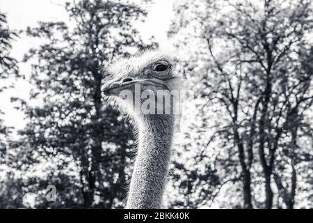 Schwarz-Weiß Detailansicht eines Straußes Stockfoto