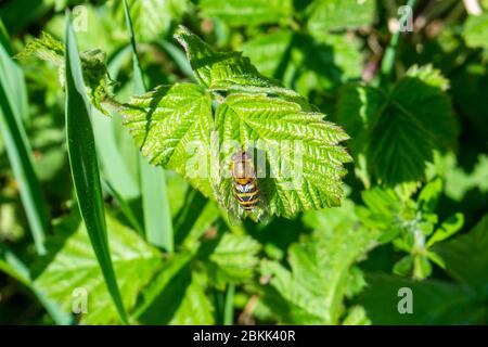 Eine gebänderte Schwebfliege Syrphus sp. Ruht auf einem Blatt im Frühlingssonne Stockfoto