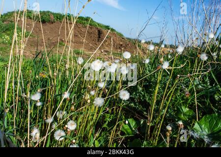 Sämerköpfe aus Coltsfoot Tussilago farfarfara vor einem Hintergrund aus Ödland und blauem Himmel mit Fokus auf den Vordergrund Stockfoto