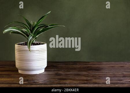 Topfweiß Juwel, Dracaena deremensis, Zimmerpflanze über einem rustikalen Holztisch vor einem grünen Hintergrund mit Freiraum für Text. Stockfoto