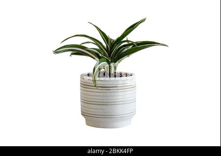 Topftes weißes Juwel, Dracaena deremensis, Zimmerpflanze isoliert auf einem weißen Hintergrund mit Clipping Pfad enthalten. Stockfoto