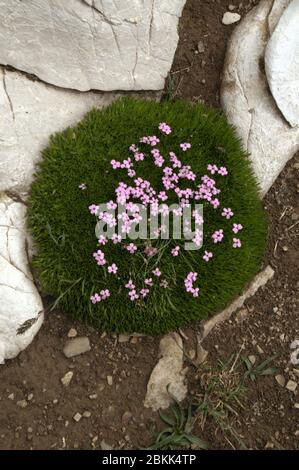 Moos campion (Silene acaulis) blühend in einem Kissen aus eigenem Laub auf Malbun, Liechtenstein Stockfoto