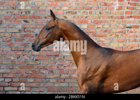 Bay akhal teke Hengst Portrait vor texturiertem Hintergrund aus roten Ziegelwand. Stockfoto