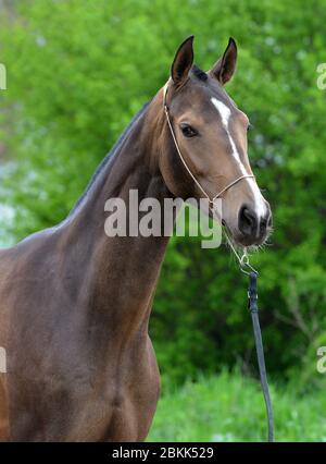 Dunkles Hirschleder akhal teke Pferd im Schauhalter vor grünem Blattgrund. Stockfoto
