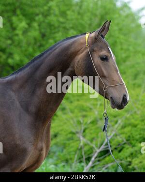 Dunkles Hirschleder akhal teke Pferd im Schauhalter vor grünem Blattgrund. Stockfoto