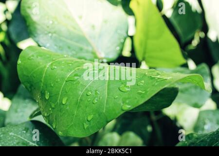 Detailansicht von grünen tropischen Blättern mit Wassertropfen Stockfoto