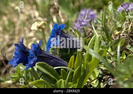 Blaue (oder Koch's) Enziane (Gentiana acaulis) auf den Wiesen von Malbun, Liechtenstein Stockfoto