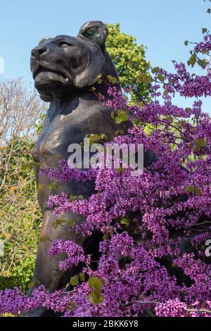 Bronzeskulptur einer Löwin mit einem kleinen Löwenjungen. Blühender cercis Baum mit rosa Blüten. Judas Tree. Stockfoto