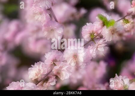 Blüte der blühenden Mandel, Prunus triloba Stockfoto