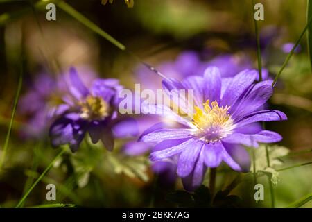 Balkan Anemone Stockfoto