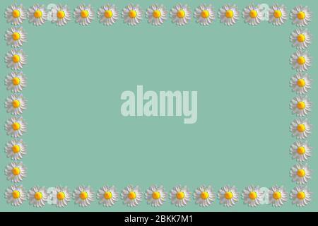 Blumenzusammensetzung. Muster aus Gänseblümchen. Frühling und Sommer Kamille Blumen auf einem hellblauen Hintergrund. Flaches Layout, Draufsicht, Kopierbereich Stockfoto