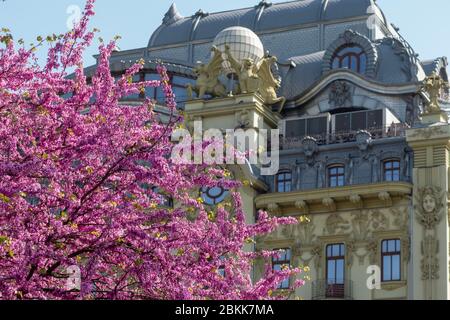 Ein schönes Gebäude mit einer grünen Fassade und Stuckdekoration. Stahldach. Blühender cercis Baum mit rosa Blüten. Judas Tree. Stockfoto
