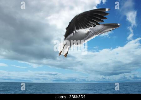 Möwe kleiner Schwarzer Schwarzer Larus fuscus schwüllt am Himmel über dem Weißen Meer. Meeresmöwen-Konzept Stockfoto