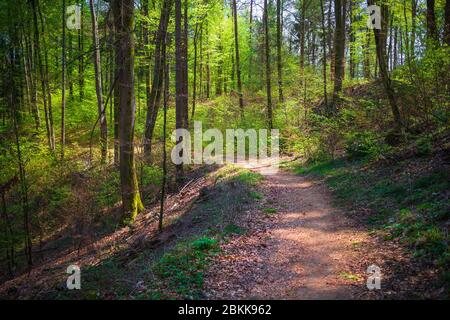 Green Forest Trail für Wanderungen im Frühling Stockfoto