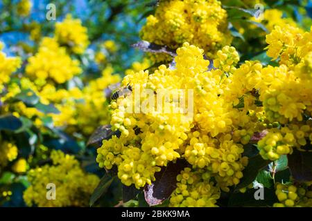 Honigbiene auf gelber Blume. Makro Nahaufnahme Stockfoto
