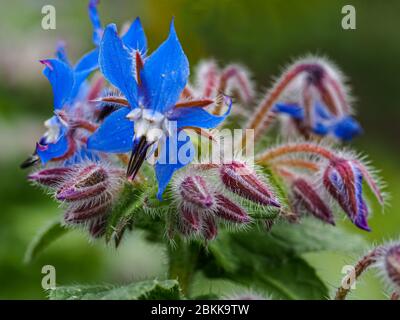 Nahaufnahme der hübschen blauen Blüten und Knospen auf einer Borretschpflanze, Borago officinalis, in einem Garten Stockfoto