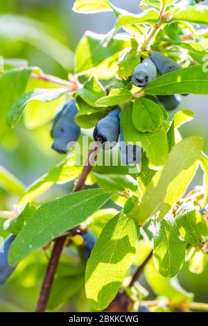 Geißblatt Beeren an Zweig - Lonicera caerulea kamtschatica. Blaue Honeyberry Stockfoto