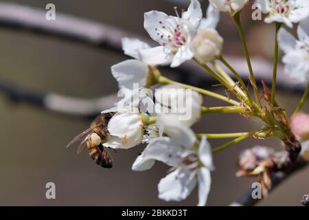 apfelblüten blühen Stockfoto