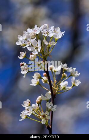 apfelblüten blühen Stockfoto