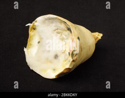 Schimmeliges Stück Zucchini isoliert auf dem schwarzen Hintergrund Stockfoto