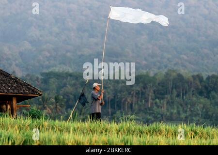 Mann in Reisfeldern, Bali, Indonesien Stockfoto