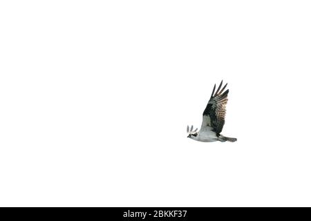 Low-Angle-Ansicht eines Fischadlers fliegen gegen eine klare Himmel Stockfoto
