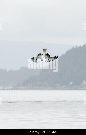 Nahaufnahme eines Fischadlers, der in den Puget Sound eintaucht Seattle Stockfoto