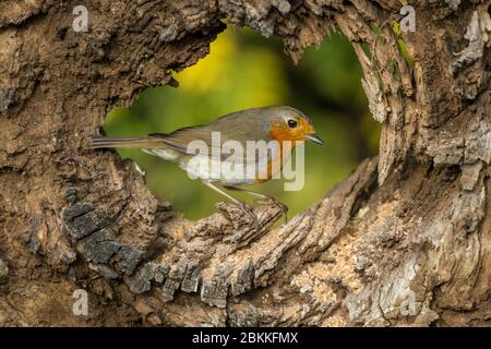 Robin Redbreast (Wissenschaftlicher Name: Erithacus rubecula) Nahaufnahme eines erwachsenen Robin, der in der Höhle eines gefallenen Holzes im Frühling thront. Querformat Stockfoto