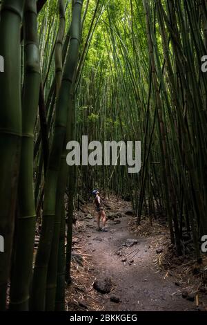 Eine Frau steht in einem Bambuswald auf dem Pipiwai Trail im Haleakala Nationalpark entlang der Straße nach Hana auf Maui, Hawaii. Stockfoto