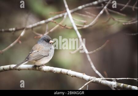 Dunkeläugiger Junco thront in den Bäumen Stockfoto