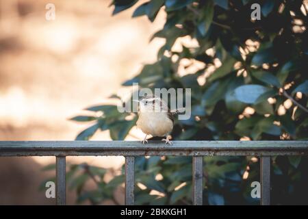 Carolina wren auf Zaun Stockfoto